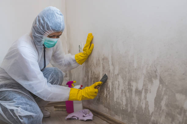 Trusted Winter Park, FL Mold Inspection, Removal & Remediation Experts